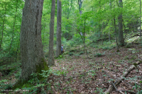 غابات البلوط الحمضي الأبلاشي المركزي - غابة هيكوري - CEGL008515 غابات البلوط الحمضي الأبلاشي المركزي - غابة هيكوري - CEGL008515