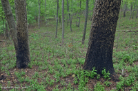 السهول الساحلية غابات البلوط المختلطة/البلوط الساحلي المختلط - CEGL006269 السهول الساحلية غابات البلوط المختلطة/البلوط الساحلي المختلط - CEGL006269