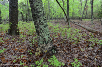 السهول الساحلية غابات البلوط المختلطة/البلوط الساحلي المختلط - CEGL006269 السهول الساحلية غابات البلوط المختلطة/البلوط الساحلي المختلط - CEGL006269