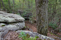 غابة كستناء البلوط الكستنائي في وسط الآبالاش/بيدمونت الداخلية - CEGL006299 غابة كستناء البلوط الكستنائي في وسط الآبالاش/بيدمونت الداخلية - CEGL006299