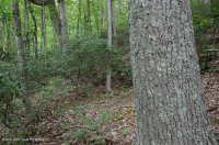 غابة كستناء البلوط الكستنائي في وسط الآبالاش/بيدمونت الداخلية - CEGL006299 غابة كستناء البلوط الكستنائي في وسط الآبالاش/بيدمونت الداخلية - CEGL006299