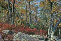 غابة كستناء البلوط الكستنائي في وسط الآبالاش/بيدمونت الداخلية - CEGL006299 غابة كستناء البلوط الكستنائي في وسط الآبالاش/بيدمونت الداخلية - CEGL006299