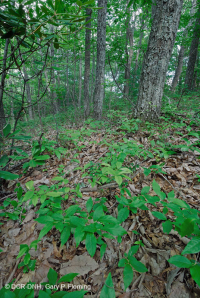 غابة بلوط الكستناء الجنوبية الأبلاشية الكستنائية - CEGL006271 غابة بلوط الكستناء الجنوبية الأبلاشية الكستنائية - CEGL006271