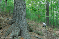 صنوبر الأبلاش الوسطى/ بيدمونت الصنوبر الأبيض - غابة البلوط - CEGL008539