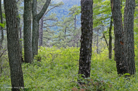 الصنوبر الآبالاشي المركزي - غابات البلوط/البلوط/غابات هيث - CEGL004996