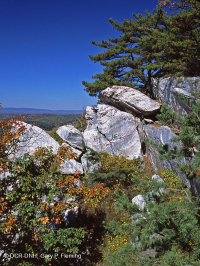 الصنوبر الآبالاشي المركزي - غابات البلوط/البلوط/غابات هيث - CEGL004996