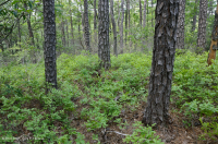 الصنوبر الآبالاشي المركزي - غابات البلوط/البلوط/غابات هيث - CEGL004996