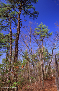 الصنوبر الآبالاشي المركزي - غابات البلوط/البلوط/غابات هيث - CEGL004996