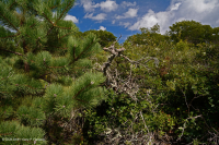 الصنوبر الآبالاشي المركزي - غابات البلوط/البلوط/غابات هيث - CEGL004996