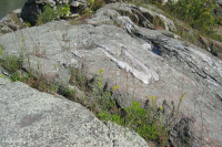 بوتوماك جورج بوتوماك ريفرسايد ريفرسايد بارين - CEGL006491 بوتوماك جورج بوتوماك ريفرسايد ريفرسايد بارين - CEGL006491