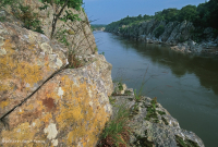 بوتوماك جورج بوتوماك ريفرسايد ريفرسايد بارين - CEGL006491 بوتوماك جورج بوتوماك ريفرسايد ريفرسايد بارين - CEGL006491