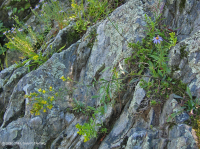 بوتوماك جورج بوتوماك ريفرسايد ريفرسايد بارين - CEGL006491 بوتوماك جورج بوتوماك ريفرسايد ريفرسايد بارين - CEGL006491