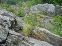 بوتوماك جورج بوتوماك ريفرسايد ريفرسايد بارين - CEGL006491 بوتوماك جورج بوتوماك ريفرسايد ريفرسايد بارين - CEGL006491