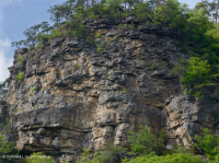 جرف الحجر الرملي الجاف في جبال كمبرلاند - CEGL004392 جرف الحجر الرملي الجاف في جبال كمبرلاند - CEGL004392