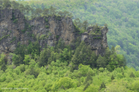 جرف الحجر الرملي الجاف في جبال كمبرلاند - CEGL004392 جرف الحجر الرملي الجاف في جبال كمبرلاند - CEGL004392