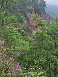 الجرف الكلسي الجيري الوسيطي الجنوبي الآبالاشي الجنوبي - CEGL008435 الجرف الكلسي الجيري الوسيطي الجنوبي الآبالاشي الجنوبي - CEGL008435