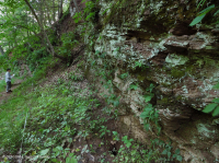 جرف بيدمونت / وسط الآبالاش المافي / الكلسي - CEGL006479 جرف بيدمونت / وسط الآبالاش المافي / الكلسي - CEGL006479