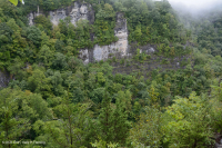 غابة جرف الأرز الأبيض الشمالي الأبيض - CEGL002596 غابة جرف الأرز الأبيض الشمالي الأبيض - CEGL002596