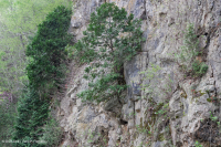 غابة جرف الأرز الأبيض الشمالي الأبيض - CEGL002596 غابة جرف الأرز الأبيض الشمالي الأبيض - CEGL002596