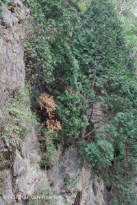 غابة جرف الأرز الأبيض الشمالي الأبيض - CEGL002596 غابة جرف الأرز الأبيض الشمالي الأبيض - CEGL002596