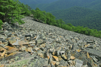 الجرف الحامضي غير الوعائي الحمضي المنخفض الارتفاع في وسط جبال الأبلاش/بولدرفيلد - CEGL004142