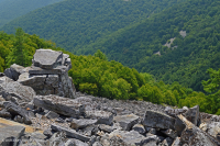 الجرف الحامضي غير الوعائي الحمضي المنخفض الارتفاع في وسط جبال الأبلاش/بولدرفيلد - CEGL004142