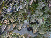 المنحدرات الجبلية/الجبلية/الجبلية المتوسطة غير الوعائية - CEGL004387