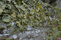 المنحدرات الجبلية/الجبلية/الجبلية المتوسطة غير الوعائية - CEGL004387