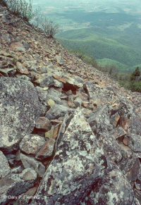 الجرف المافيك غير الوعائي المافيكي المركزي / بولدرفيلد - CEGL004143