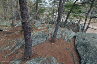 غابة ريفيرسايد بيدروك تيراس – CEGL008449