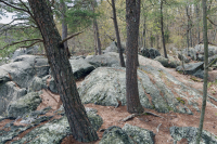 غابة ريفيرسايد بيدروك تيراس – CEGL008449