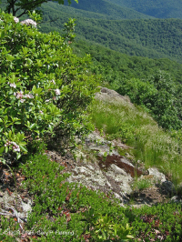 غابات البلوط الجاف في وسط جبال الأبلاش - غابات الصنوبر في Virginia – CEGL008540