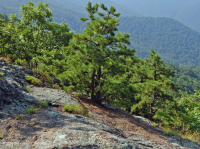 غابات البلوط الجاف في وسط جبال الأبلاش - غابات الصنوبر في Virginia – CEGL008540