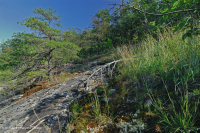 غابات البلوط الجاف في وسط جبال الأبلاش - غابات الصنوبر في Virginia – CEGL008540