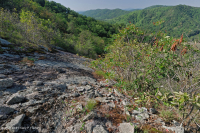 غابات البلوط الجاف في وسط جبال الأبلاش - غابات الصنوبر في Virginia – CEGL008540