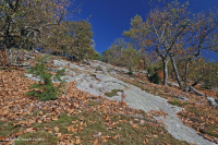 غابات البلوط الجاف في وسط جبال الأبلاش - غابات الصنوبر في Virginia – CEGL008540