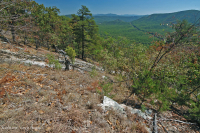 غابات البلوط الجاف في وسط جبال الأبلاش - غابات الصنوبر في Virginia – CEGL008540