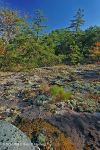 غابات البلوط الجاف في وسط جبال الأبلاش - غابات الصنوبر في Virginia – CEGL008540