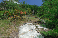 غابات البلوط الجاف في وسط جبال الأبلاش - غابات الصنوبر في Virginia – CEGL008540