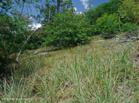 غابات البلوط الجاف في وسط جبال الأبلاش - غابات الصنوبر في Virginia – CEGL008540