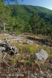 غابات البلوط الجاف في وسط جبال الأبلاش - غابات الصنوبر في Virginia – CEGL008540