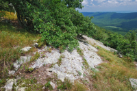 غابات البلوط الجاف في وسط جبال الأبلاش - غابات الصنوبر في Virginia – CEGL008540