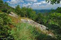 غابات البلوط الجاف في وسط جبال الأبلاش - غابات الصنوبر في Virginia – CEGL008540