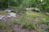 غابات البلوط الجاف في وسط جبال الأبلاش - غابات الصنوبر في Virginia – CEGL008540