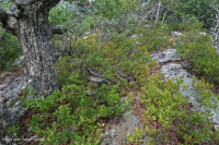 غابة الصنوبر الجافة في جبال الأبلاش – CEGL004821