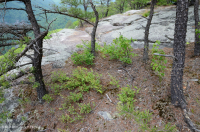 غابة الصنوبر الجافة في جبال الأبلاش – CEGL004821