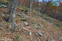 رماد الآبالاش المركزي الأساسي - هيكوري وودلاند - CEGL003683