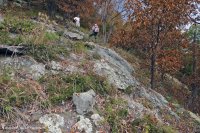 رماد الآبالاش المركزي الأساسي - هيكوري وودلاند - CEGL003683