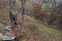 رماد الآبالاش المركزي الأساسي - هيكوري وودلاند - CEGL003683