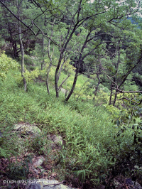 رماد الآبالاش المركزي الأساسي - هيكوري وودلاند - CEGL003683